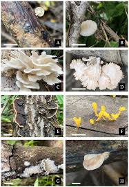 Image result for Indigofera subargentea