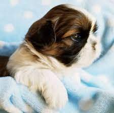 Quality home raised purebred shih tzu puppies located in west michigan / small in home breeder of quality shih tzu | angelic shih tzu of west michigan Carrington S House Of Shih Tzu Home Facebook