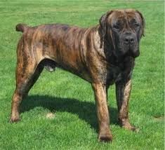 Black Boerboel Puppies For Sale In Durban South African Boerboel Puppies Breeders Boerboels African Boerboel Dog Breeds Purebred Dogs