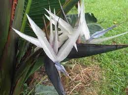 Strelitzia Caudata Bird Of Paradise 6 Seeds Birds Of Paradise Paradise Flowers Rare Birds