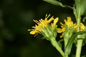 Image result for Inula glomerata