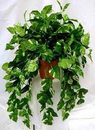 2 piante ornamentali da appartamento. 7 Idee Su Piante Da Appartamento Piante Da Appartamento Piante Coltivare