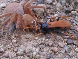 The female's body is 20 millimetres long whilst the male's is 16 millimetres. Tarantula Hawk Wasp Vs Spider Diana S Badge Huntsman Neosparassus Diana Youtube