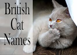 Find the perfect name options for your kitty in this cool list of good names for grey cats. 150 Popular Male And Female British Cat Names Cat Mania