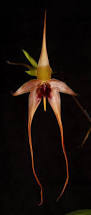 Image result for Bulbophyllum elliotii