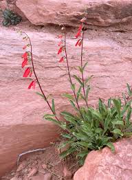 Image result for Penstemon