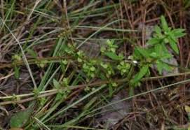 Image result for Bacopa floribunda