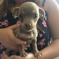 Find out what works well at pet medical center and spa from the people who know best. Pet Medical Center And Spa Fresyes