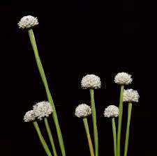 Image result for Eriocaulon buchananii