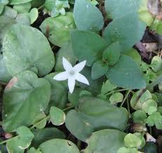 Image result for Geophila repens