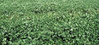 Ogm significa organismo geneticamente modificato; Nel 2019 Oltre 190 Milioni Di Ettari Coltivati Con Ogm Nel Mondo L Informatore Agrario
