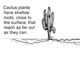 That's not a natural part of this ecosystem, and so fire will kill the how does this impact them as a people? Cactus Welcome To 3rd Grade Science And Social Studies