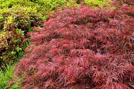 The best small garden trees. Best Trees For Small Yards Home Garden And Homestead