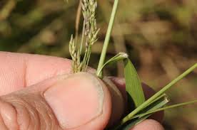 Image result for Panicum novemnerve