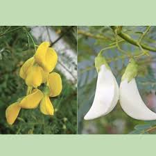 Image result for Sesbania