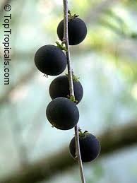 Image result for Dovyalis lucida