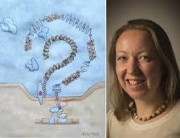 Imaging propels our kidney assays to the next level