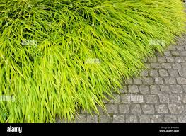 Image result for Bulbostylis macra