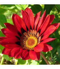 Image result for foto Gazánie