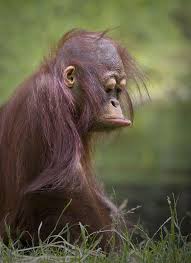Primate Pout Grappige Dieren Grappige Apen Dieren Grapjes