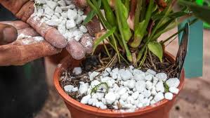 Dabei haben nur vier produkte gut abgeschnitten. Diese Hausmittel Helfen Bei Trauermucken Ndr De Ratgeber Garten Schadlinge