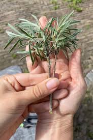 Image result for lavender cuttings