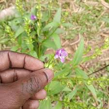 Image result for Ancylobothrys amoena