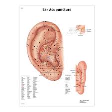 female acupuncture r ear model body ear chart