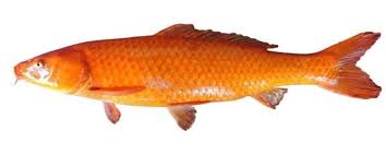 Check spelling or type a new query. 13 Jenis Ikan Mas Untuk Konsumsi Dan Akuarium Yang Populer