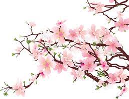 Cherry Blossoms Png 675 514 Cherry Blossom Art Cherry Blossom Wall Art Cherry Blossom Clip Art