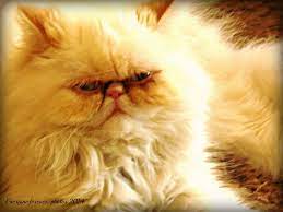 The Little One Il Piccolino Beautiful Cats Cats Animals