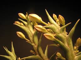 Image result for Orbea rogersii