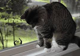 Birds With Human Arms Gif Https Encrypted Tbn0 Gstatic Com Images Q Tbn 3aand9gcq6w8yxbgcvg1amsbkxjq B57ke Cfc5f0ozg Usqp Cau