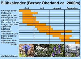 Erde, wasser, luft, licht, wärme. Alpenblumen