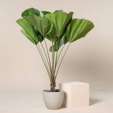 Image result for Licuala grandis