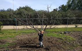 Several different varieties are suitable for our region, but the marsh seedless (citrus × paradisi 'marsh') variety is one of the best choices. My Best Advice On Pruning Deciduous Fruit Trees Keep Them Small Greg Alder S Yard Posts Southern California Food Gardening