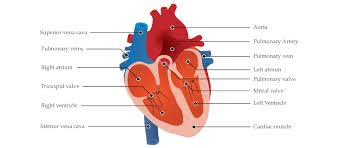 Illustration Diagram Learn About This Chart