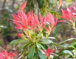 Plant your pieris shrub in acidic, rich organic, moist soil with good drainage protected from excessive drying winds. How To Grow Pieris