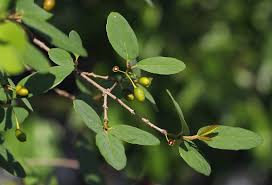 Image result for Berchemia zeyheri