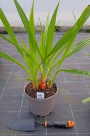 Image result for Wachendorfia