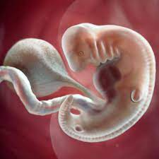 Finalmente, la semana 6 de embarazo es una de de las semanas más emocionantes. Desarrollo Fetal 6 Semanas De Embarazo Babycenter