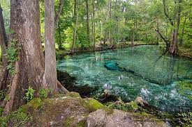 Usgs 02322500 santa fe river near fort white, fla. David Moynahan Photography Ginnie And Her Santa Fe River Springs