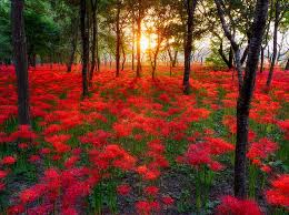 Flower hd phone wallpapers download free background images collection, high quality beautiful flowers wallpaper for your mobile phone. Hd Wallpaper Most Beautiful Sunsets In The World Red Petaled Flowers Seasons Wallpaper Flare