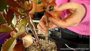 How To Propagate Kalanchoe Succulent Plants Youtube