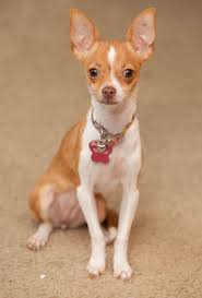 Top 5 Longest Living Dog Breeds Breed Chihuahua Puppies Chihuahua Chihuahua Love