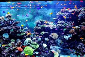 Small ponds, fountains, waterfalls, planters, and aquariums are all wonderful ideas that make your home's outdoor comfortable and. Cool Fish Tank Ideas For Your Home Expert Aquarist