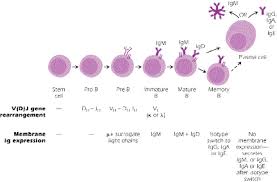Image result for B-Lymphocyte