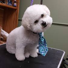 Lisa's Fabulous Paws