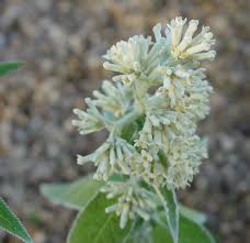 Image result for Buddleja salviifolia