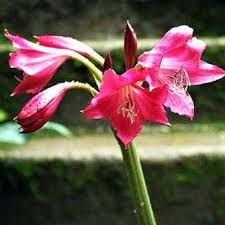 Image result for Crinum crassicaule